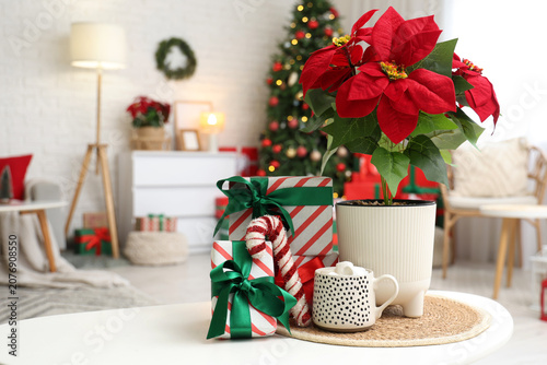 Christmas flower poinsettia...