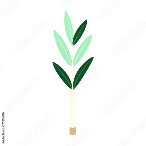 Bamboo shoot with green leaves vector illustration