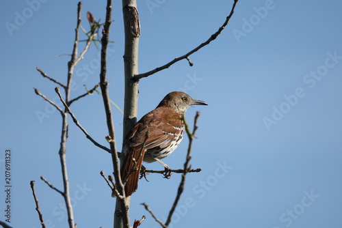 Brown Thrasher (Toxostoma rufum) perched among bare branches beneath a clear blue sky in natural woodland habitat.