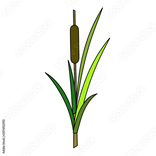 Cattail Plant Flat Vector Illustration