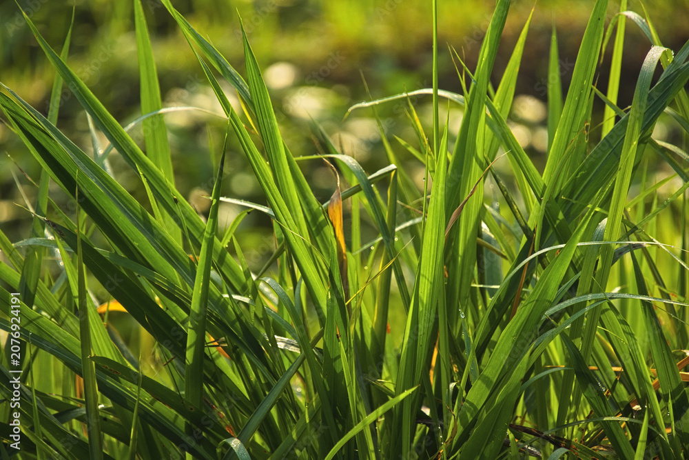 Obraz premium Close up of fresh green elephant grass blades illuminated by warm morning sunlight. Nature background.
