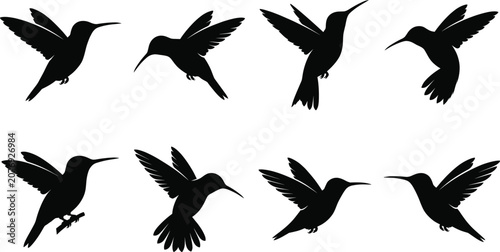 Photos Hummingbird Silhouette Collection with Flying Hovering Perching Bird Poses Wildl