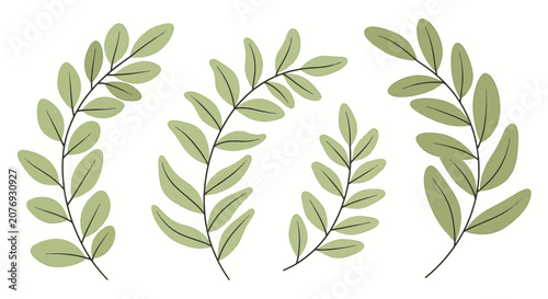 Vector illustration set of four distinct green foliage branches with oval leaves isolated on white background. Organic botanical elements featuring soft sage green tones and clean outlines.