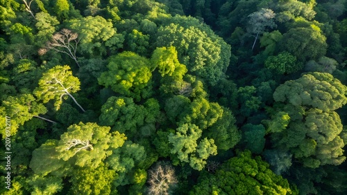 Lush tropical rainforest aerial landscape featuring thick green canopy coverage with dense vegetation and wild untouched jungle scenery