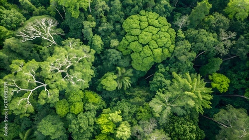 Dense aerial view of tropical jungle forest canopy with layered green tree crowns forming a vibrant natural ecological background