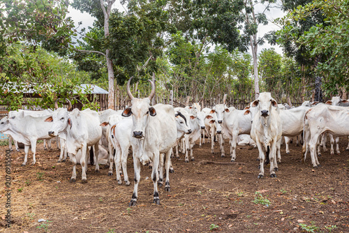 Photos These Ongole cattle are well adapted to hot regions like East Sumba