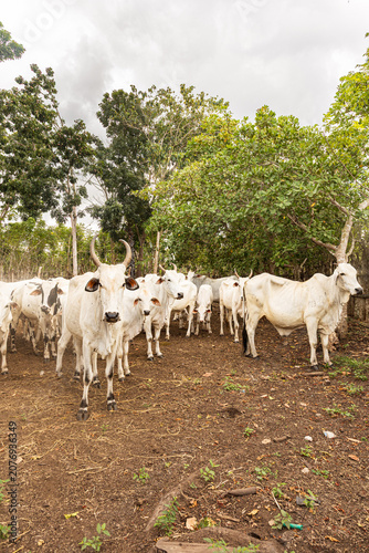 Tableau sur toile These Ongole cattle are well adapted to hot regions like East Sumba