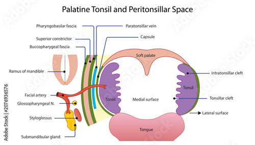 Valokuva Palatine Tonsil and Peritonsillar Space, the palatine tonsil, tonsillar capsule, surrounding fascial layers, vascular supply, and adjacent neurovascular structures