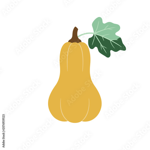 Butternut Squash with Leaf Flat Vector Illustration