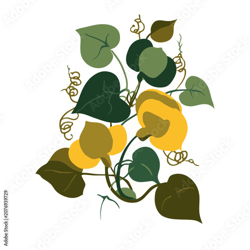 Morning Glory Flowers and Leaves Vector Illustration