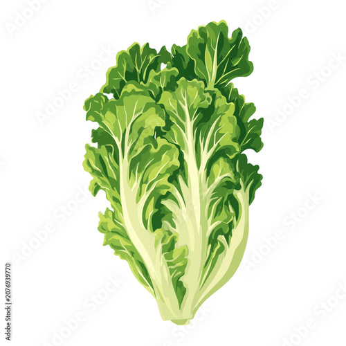 Napa Cabbage Vector Illustration