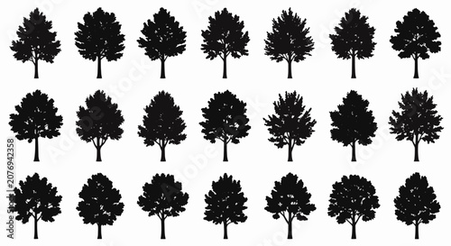 Set of twenty-one black ash tree silhouettes isolated on a white background. Detailed botanical deciduous tree shapes with various crown structures and leaf densities for graphic design.