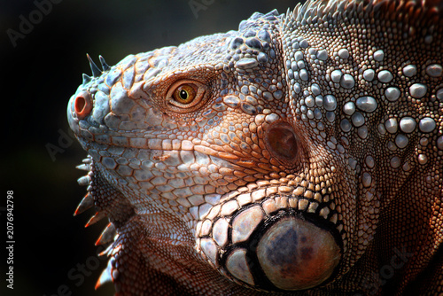 Foto close up Portrait of a Large Green
Iguana with Long Dorsal Spines and
Blurred Tu