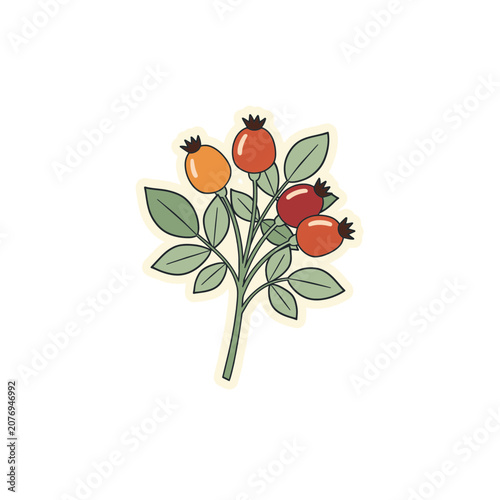 Flat illustration of rose hips with leaves