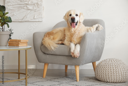 Cute Labrador dog lying in ...