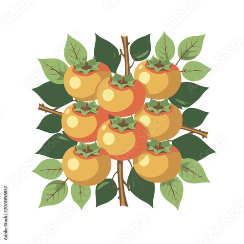 Flat illustration of persimmon fruits on a branch with leaves