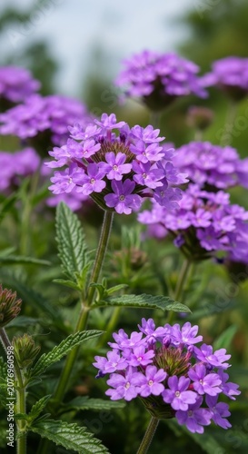 Close-up of Purple Verbena Flowers in Bloom.