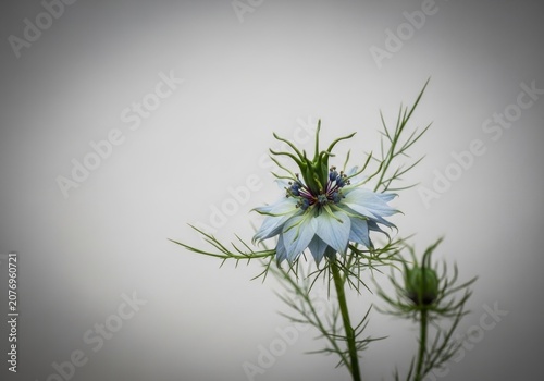 Delicate Nigella Flower Against a Soft Gray Background.