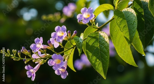 Delicate Purple Flowers and Lush Green Leaves in Natural Light.