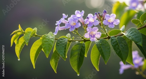 Delicate Purple Flowers and Lush Green Leaves in Natural Light.