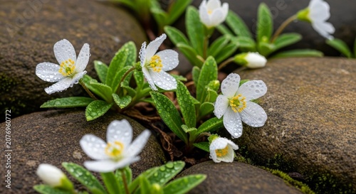 Delicate White Flowers Blooming Among Smooth River Rocks.