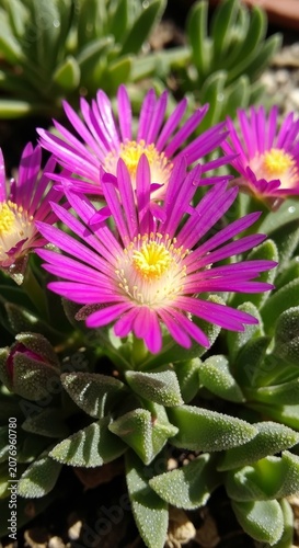 Delosperma cooperi - A vibrant display of pink ice plant flowers.