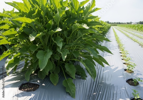 Field of Sorrel Plants Growing in Rows Under Plastic.