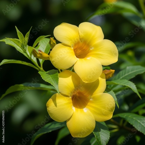 Golden Trumpet Flowers in Full Bloom - A Vibrant Display of Natures Beauty.