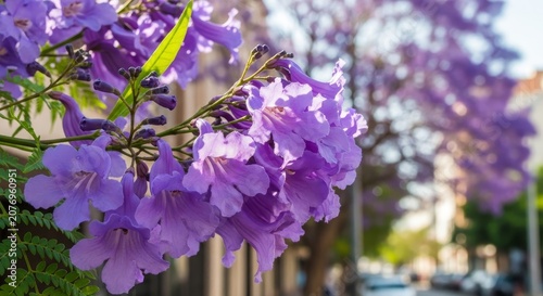 Jacaranda in full bloom - A vibrant display of purple flowers.