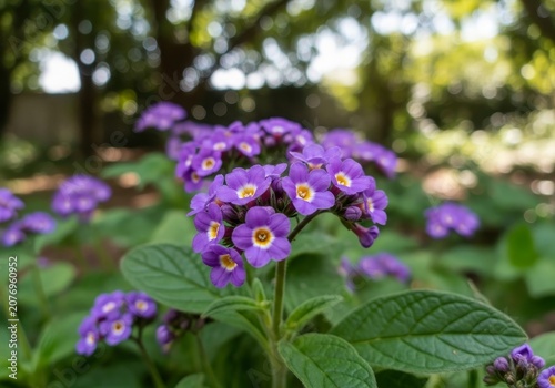Heliotropium arborescens - A vibrant display of purple flowers in full bloom.