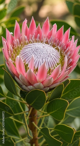 Majestic King Protea Flower in Full Bloom with Pink Petals.