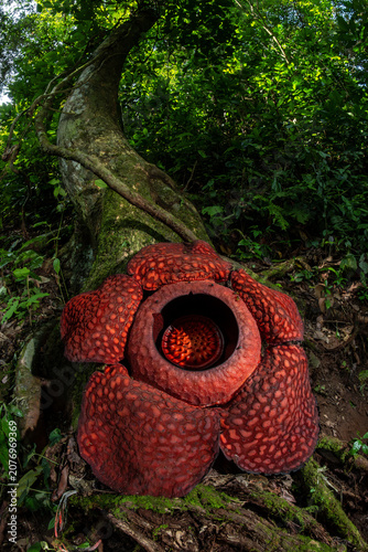 Rafflesia Flower blossom in Sumatran Forest, Indonesia, part 5