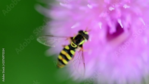 Hoverfly in Flight Near Purple Wildflower 180fps Captured in Cinematic High Detail Footage