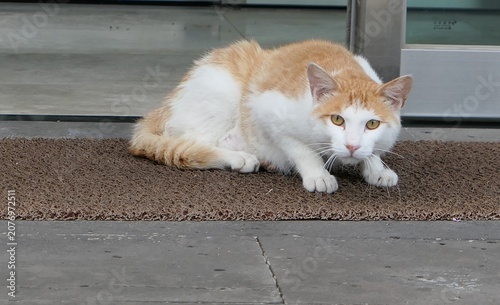 Bild auf Leinwand Alert Orange and White Stray Cat Resting at a Residential Building Entrance