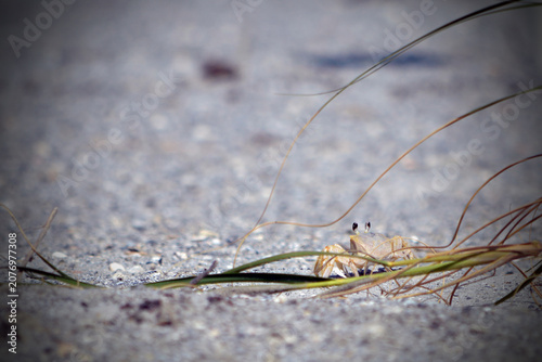 Obraz na plátně An Atlantic ghost crab crawling in the seagrass on the sandy dunes at St