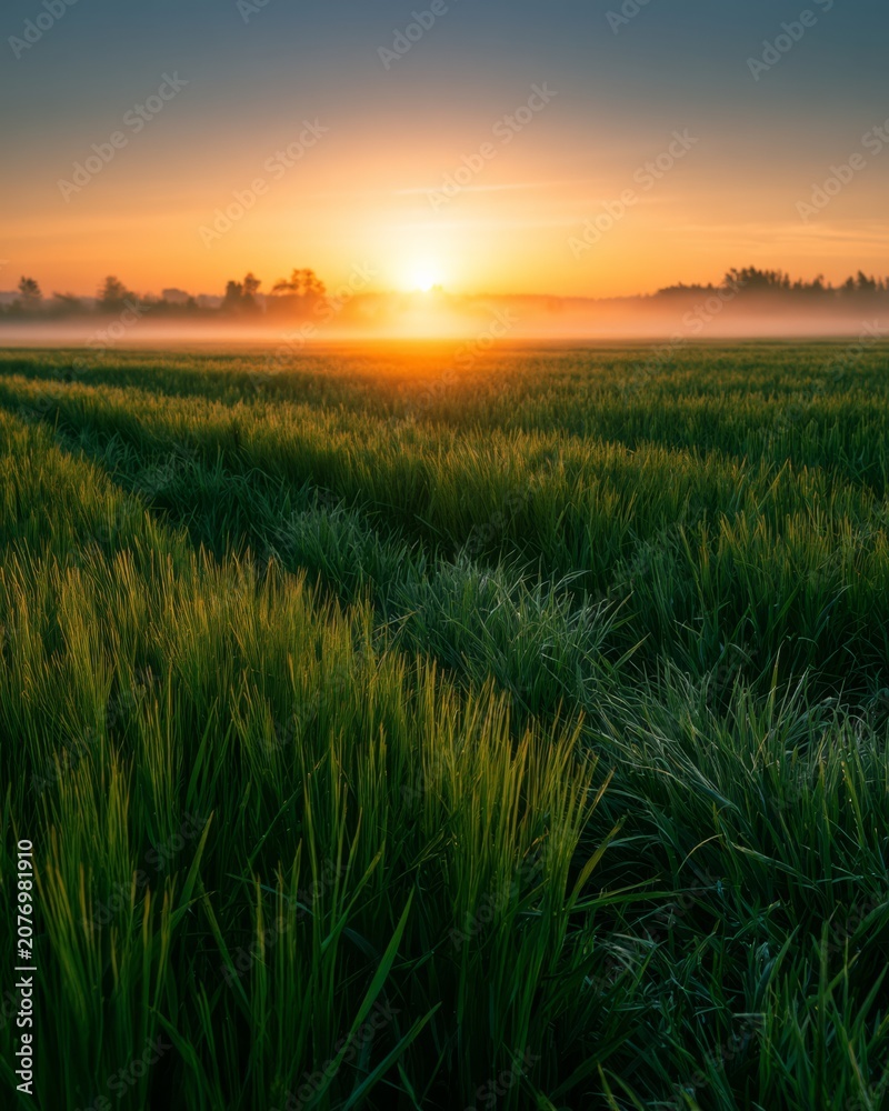 Fototapeta premium Open meadow landscape during sunset