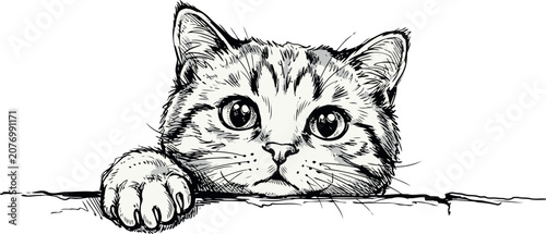 Fotografie Hand drawn curious kitten peeking over wall edge black and white feline sketch i