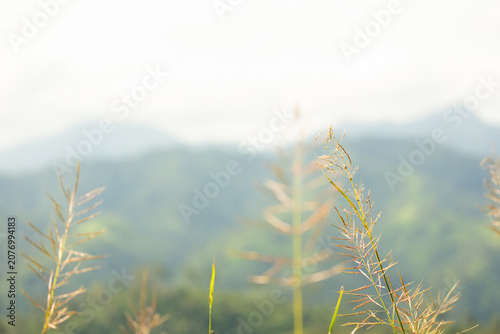 Close-up of delicate grass flowers in a natural meadow, with soft blurred mountain and forest background, warm sunlight, and peaceful minimalist atmosphere.