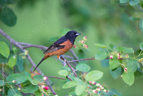 Fotografie 01618-01317 Orchard Oriole (Icterus spurius) male in serviceberry bush (Amelanchier canadeneis) Marion Co