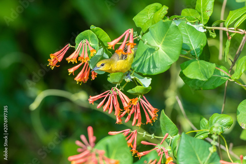 Cuadro en lienzo 01618-01412 Orchard Oriole (Icterus spurius) female getting nectar on Dropmore Scarlet Honeysuckle Lonicera x brownii Marion Co