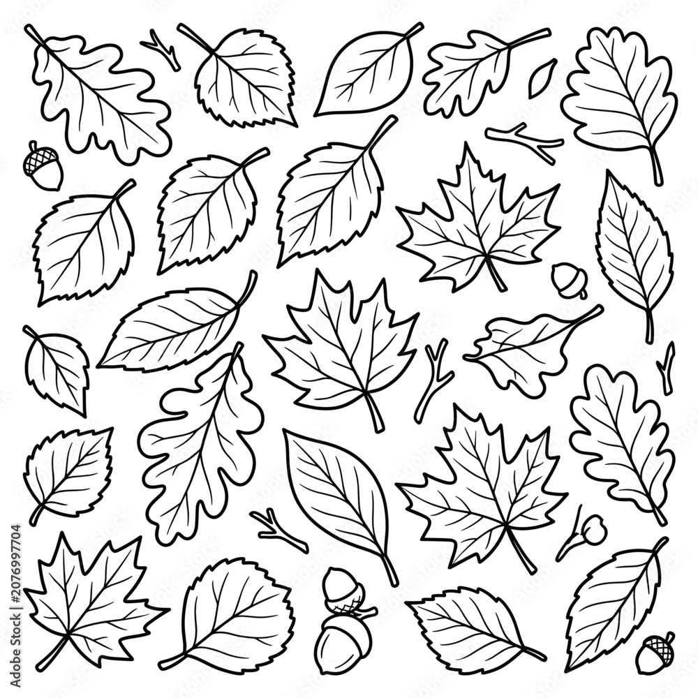 Fototapeta premium Autumn Leaves Collection Outline Vector Set