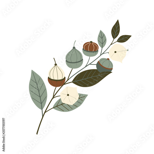 Flat illustration of cotton branch with acorns and leaves