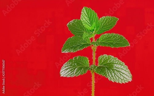 Fresh Green Mint Sprig on a Bold Red Backdrop in Studio Lighting