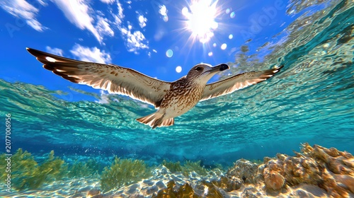 Seagull Flying Above Clear Turquoise Ocean Water with Sunlight and Coral Reef