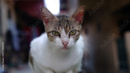 Fényképezés cute domestic cat head and face with bright eyes