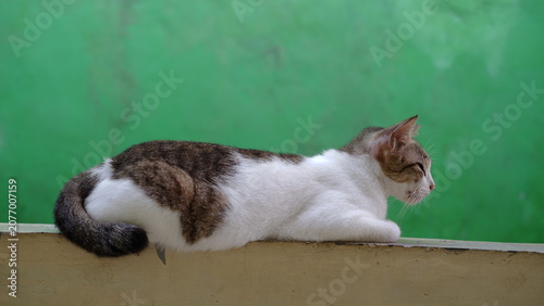 Canvas-taulu cute domestic cat head and face with bright eyes