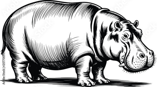 Foto Black and white hippopotamus illustration, vector hippopotamus, animal drawing,