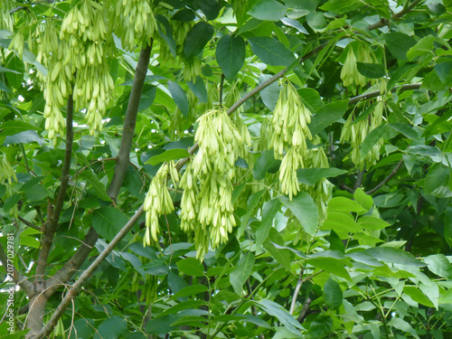 Green leaves and seeds of an ash tree. Tree crown. Common ash, European ash.