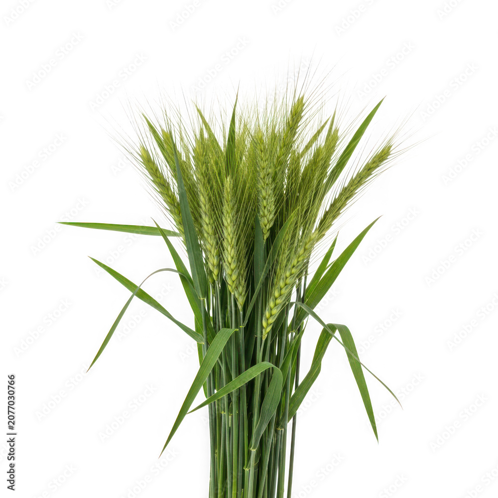 Obraz premium Fresh green wheat stalks isolated on transparent background