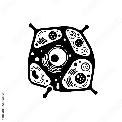 Stylized Animal Cell Diagram, Biology Science Icon, Microscopic Life Illustration